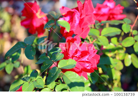 Rose flower Rob Roy 100138739