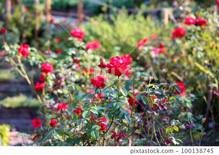 Rose flower Rob Roy 100138745