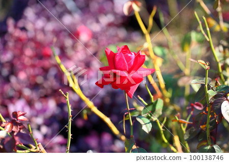Rose flower Rob Roy 100138746