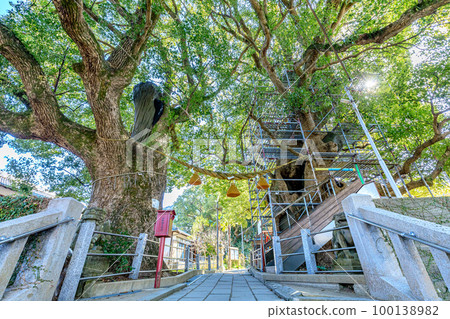 長崎縣長崎市,冬天的山王神社和被原子彈轟炸的樟樹 長崎縣長崎市,冬天的山王神社和被原子彈轟炸的樟樹 100138982