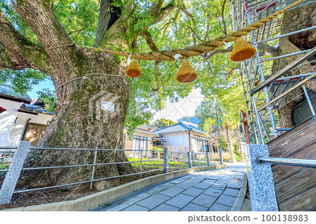 Sanno Shrine in winter and A-bombed camphor tree, Nagasaki City, Nagasaki Prefecture 100138983