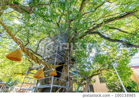 Sanno Shrine in winter and A-bombed camphor tree, Nagasaki City, Nagasaki Prefecture 100138985