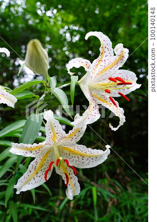 day lily, flower, lily, lily flower, white flower, white, wild lily, Lilium auratum, perennial, japan, summer 100140148