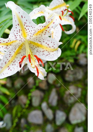 day lily, flower, lily, lily flower, white flower, white, wild lily, Lilium auratum, perennial, japan, summer 100140149