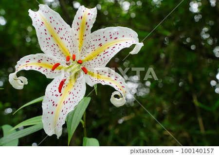 day lily, flower, lily, lily flower, white flower, white, wild lily, Lilium auratum, perennial, japan, summer day lily, flower, lily, lily flower, white flower, white, wild lily, Lilium auratum, perennial, japan, summer 100140157