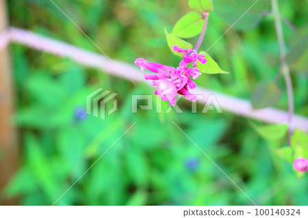 Salvia involculata flower 100140324
