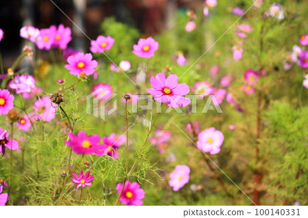 Cosmos flowers Cosmos flowers 100140331