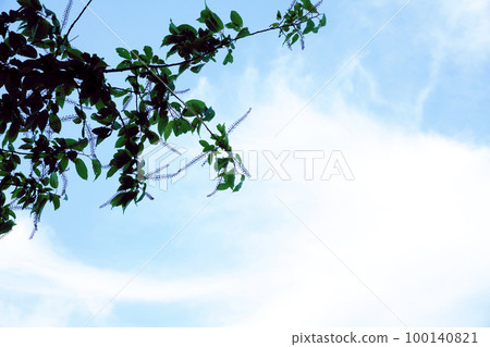 藍天和商陸 100140821