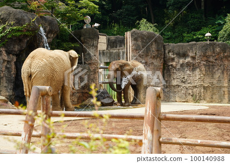 大象，大象，大象，非洲大象，大，洗澡，多摩動物園，多摩，動物園，動物，戶外，東京，日本， 100140988