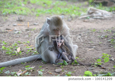 wild monkey family wild monkey family 100141209