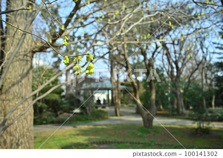 Tosamizuki which has begun to bloom pretty this year Tosamizuki which has begun to bloom pretty this year 100141302