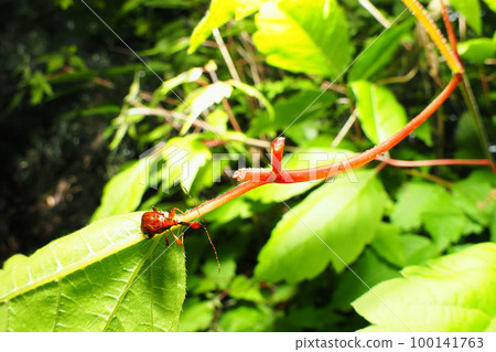 Higenagaotoshibumi (male) fisheye 100141763