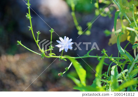 菊苣花 菊苣花 100141812