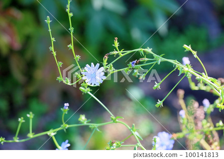 菊苣花 菊苣花 100141813
