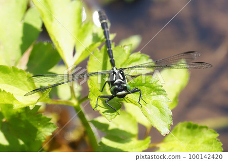 David Sanae (male) David Sanae (male) 100142420