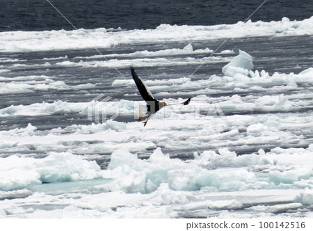 Drift ice 100142516