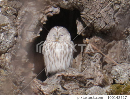 owl   100142517