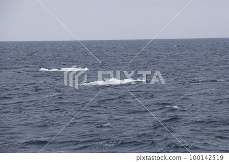Drift ice 100142519