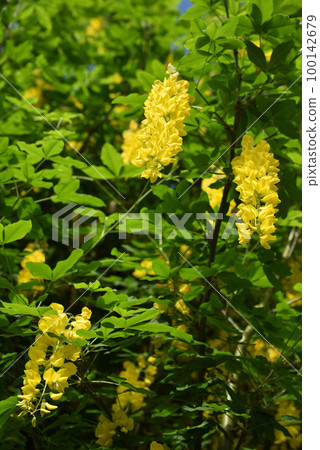 Yellow wisteria flower 100142679