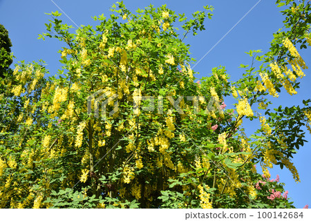 Yellow wisteria flower 100142684