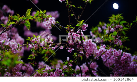 Pink Kawazu-zakura 2023 illuminated by the Wolf Moon full moon Pink Kawazu-zakura 2023 illuminated by the Wolf Moon full moon 100142964