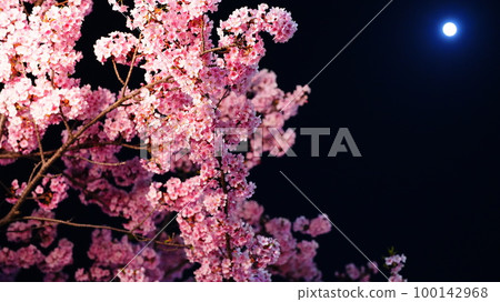 Wolf Moon Full Moon 和 Pink Kawazu Sakura 合作 2023 100142968