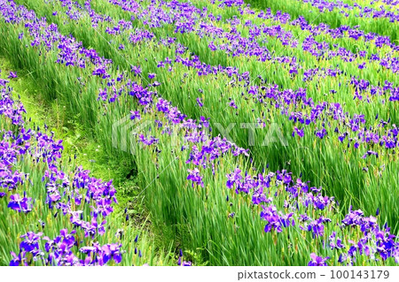 上子田鳶尾園 上子田鳶尾園 100143179