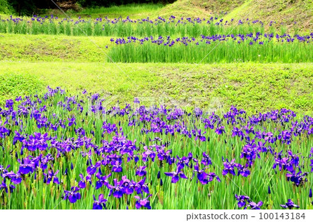 上子田鳶尾園 上子田鳶尾園 100143184