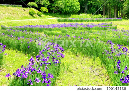 上子田鳶尾園 上子田鳶尾園 100143186