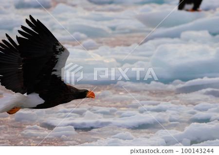 鷹，虎頭海雕，北海道，鄂霍次克海，遊船，清晨，遊輪，流冰 100143244