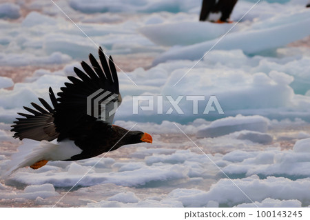 鷹,虎頭海雕,北海道,鄂霍次克海,遊船,清晨,遊輪,流冰 鷹,虎頭海雕,北海道,鄂霍次克海,遊船,清晨,遊輪,流冰 100143245