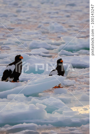 鷹,虎頭海雕,北海道,鄂霍次克海,遊船,清晨,遊輪,流冰 鷹,虎頭海雕,北海道,鄂霍次克海,遊船,清晨,遊輪,流冰 100143247