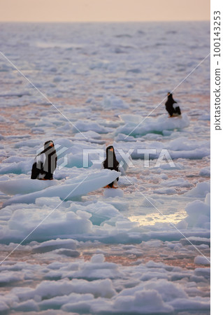 Eagle, Steller's sea eagle, Hokkaido, Sea of Okhotsk, pleasure boat, early morning, cruise ship, drift ice 100143253