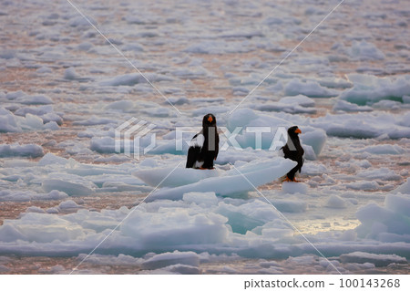 Eagle, Steller's sea eagle, Hokkaido, Sea of Okhotsk, pleasure boat, early morning, cruise ship, drift ice 100143268