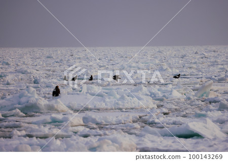 Eagle, Steller's sea eagle, Hokkaido, Sea of Okhotsk, pleasure boat, early morning, cruise ship, drift ice 100143269