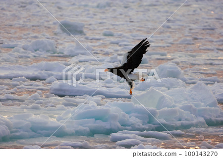 Eagle, Steller's sea eagle, Hokkaido, Sea of Okhotsk, pleasure boat, early morning, cruise ship, drift ice Eagle, Steller's sea eagle, Hokkaido, Sea of Okhotsk, pleasure boat, early morning, cruise ship, drift ice 100143270