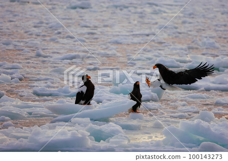 鷹,虎頭海雕,北海道,鄂霍次克海,遊船,清晨,遊輪,流冰 鷹,虎頭海雕,北海道,鄂霍次克海,遊船,清晨,遊輪,流冰 100143273