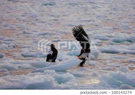 鷹,虎頭海雕,北海道,鄂霍次克海,遊船,清晨,遊輪,流冰 鷹,虎頭海雕,北海道,鄂霍次克海,遊船,清晨,遊輪,流冰 100143274