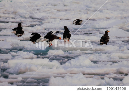 Eagle, Steller's sea eagle, Hokkaido, Sea of Okhotsk, pleasure boat, early morning, cruise ship, drift ice Eagle, Steller's sea eagle, Hokkaido, Sea of Okhotsk, pleasure boat, early morning, cruise ship, drift ice 100143606