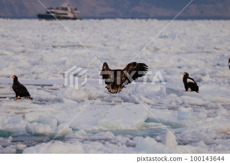 鷹,虎頭海雕,北海道,鄂霍次克海,遊船,清晨,遊輪,流冰 鷹,虎頭海雕,北海道,鄂霍次克海,遊船,清晨,遊輪,流冰 100143644