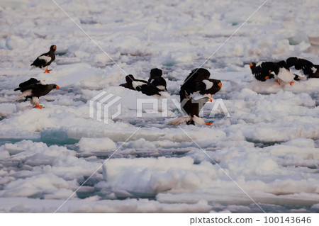 Eagle, Steller's sea eagle, Hokkaido, Sea of Okhotsk, pleasure boat, early morning, cruise ship, drift ice 100143646