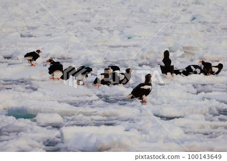 Eagle, Steller's sea eagle, Hokkaido, Sea of Okhotsk, pleasure boat, early morning, cruise ship, drift ice 100143649
