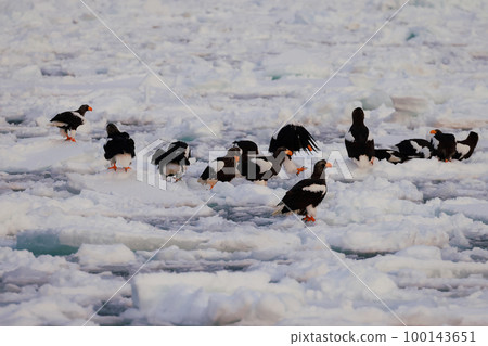 Eagle, Steller's sea eagle, Hokkaido, Sea of Okhotsk, pleasure boat, early morning, cruise ship, drift ice 100143651