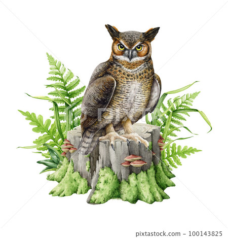 Eagle owl on a tree stump with green fern and grass. Watercolor illustration. Wildlife nature scene. Virgin eagle-owl perched on a green mossy tree stump image. Isolated on white background Eagle owl on a tree stump with green fern and grass. Watercolor illustration. Wildlife nature scene. Virgin eagle-owl perched on a green mossy tree stump image. Isolated on white background 100143825