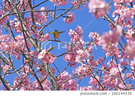 [Sakura City, Chiba Prefecture] Wild birds in Sakura Castle Park, Kawazu cherry blossoms and Japanese white-eye 100144330