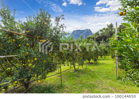 The Oranges growing on tree, North, Thailand. The Oranges growing on tree, North, Thailand. 100144650