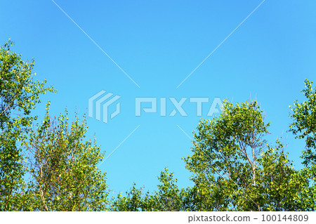 Fresh green of trees and blue sky Fresh green of trees and blue sky 100144809