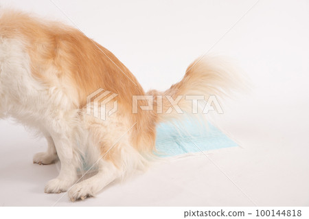 A close-up photo of a red and white border collie excreting on a toilet seat 100144818