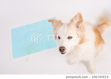 red & white border collie and toilet seat red & white border collie and toilet seat 100144819