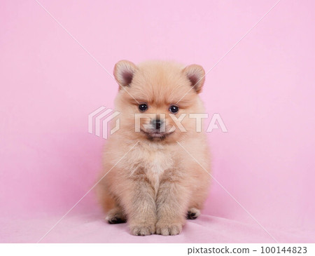 博美犬小狗 博美犬小狗 100144823